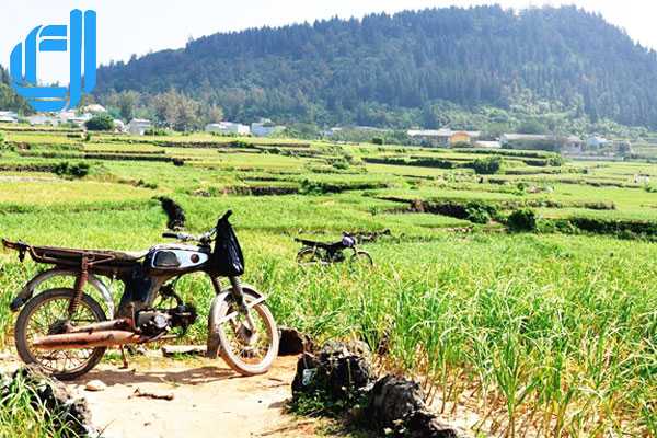 Tour đảo Lý Sơn 1 ngày khởi hành từ Đà Nẵng | D2tour Đà Nẵng