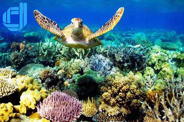 Tour du lịch Đà Nẵng 1 ngày lặn ngắm san hô tại bán đảo Sơn Trà