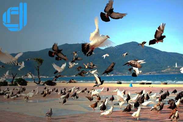 Tour Nam Định đi Đà Nẵng 3 ngày 2 đêm khởi hành hằng ngày